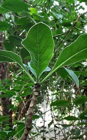 Image result for Pavetta gardeniifolia