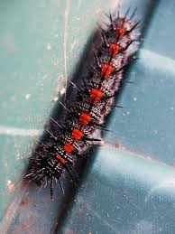 Black And Red Spiky Caterpillar California Spiny Elm Caterpillar Hgtv