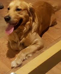 Is your golden retriever facing some senior issues? 2 Year Old Golden Retriever For Sale Petsidi