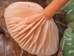 Image result for Merulius incarnatus