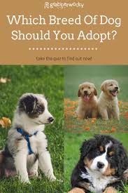 Dogs And Puppies Dog Breeds Dogs Breeds Dogs That Don T Shed Best Dog Breeds Best Dogs For Kids Dogs To Adopt Ad Dog Quiz Dog Quizzes Best Dogs For Kids