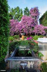 Image result for Congea