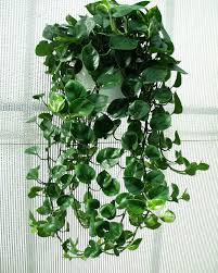 Evergreen Ornamental Climber For Warm Climate Epipremnum Aureum Popular House Plants Indoor Vines Hanging Plants