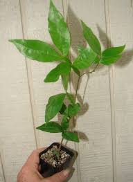Ice cream bean, monkey tamarind. Polynesian Produce Stand Inga Star Vessel Inga Vulpina Pink Dwarf Ice Cream Bean Live Small Pot D Plant
