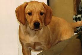 Vizsla Retriever Mix Retriever Mix Vizsla Retriever