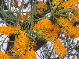 Your orange blossom tree stock images are ready. Nuytsia Wikipedia