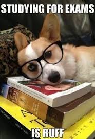 16 Times Animals Learned The Hard Way What College Life Is All About Memes Studying Memes Corgi Animal Study