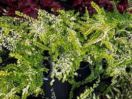 Image result for Lonicera