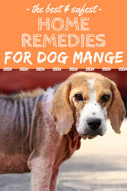 Learn How To Treat Dog Mange Safely And Effectively With Home Remedies Mange Dogs Dogcare Dog Treatment Dog Mange Demodex Treatment Dogs