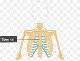 The rib cages are composed of 12 pairs of ribs plus the sternum for a total of 25 separate bones. Shoulder Sternum Rib Cage Anatomy Human Organ Diagram Hand Heart Human Png Pngwing