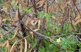 Image result for Coccinia rehmannii