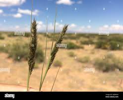 Image result for Enneapogon desvauxii