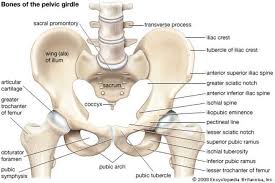 Maybe you would like to learn more about one of these? Pelvic Bone Anatomy Anatomy Of Pelvic Girdle In This Image We Can See Different Parts Of Pelvic Bone Anato Pelvic Girdle Pelvic Bone Muscular System Anatomy