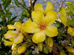 Image result for Bixaceae