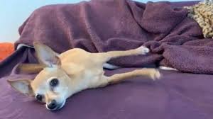 Steps for teaching a dog the play dead command: How To Teach Your Dog To Play Dead With Dramatic Sound Effects Little Dog Tips