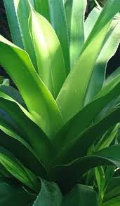 Image result for Pandanus candelabrum