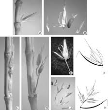 Image result for Enneapogon pretoriensis