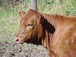 Sapi merah sempurna lahir di israel dikaitkan dengan kiamat. Lembu Merah Wikipedia Bahasa Indonesia Ensiklopedia Bebas