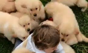 With more than ten plus years of breeding experience, we have successfully placed the healthiest, happiest and finest akc english cream golden retriever puppies throughout the pacific northwest. Adorable Moment A Herd Of Golden Retriever Puppies Chase After A Toddler And Bring Him To The Ground Daily Mail Online