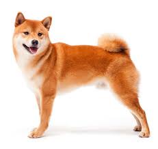 How much is a shiba inu dog. Japanese Shibu Inu Dog Breed Information Purina