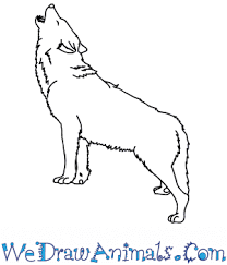 How To Draw A Realistic Wolf Howling You don't learn how to draw a wolf or a cat or anything else. how to draw a realistic wolf howling