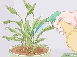 Hiding in the unrolled new growth. 3 Ways To Keep Aphids Away Using Eco Friendly Methods Wikihow