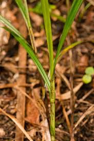 Image result for Scleria rehmannii