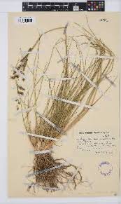 Image result for Eragrostis echinochloidea
