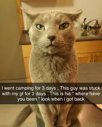 Cat Meme Cute Funny Animals Funny Animals Funny Cute Cats