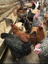Pest attacks are responsible for the highest losses in hazelnut yield worldwide; Kalro Eu Unveil 2 000 Capacity Indigenous Chicken Breeding Unit