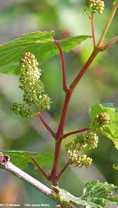 #concord grapes #wild grapes #photographers on tumblr #grape vines #riverside #ipswich river flower buds on my grape vine. Riverbank Grape Vitis Riparia Michx