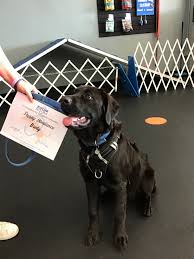 The registered agent on file for this company is blubaugh renee' e and is located at 116 1/2 8th avenue ne, st. Brody Zoom Room Dog Training