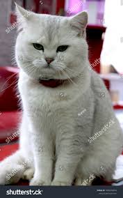 Blue golden shaded british kitten. British Shorthair Silver Chinchilla Off 78 Www Usushimd Com