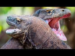Wild komodo dragons are found only on indonesia's lesser sunda. Epic Fight Between Two Komodo Dragons Youtube