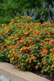Helping gardeners grow their dreams since 1997. Lantana Lucky Flame 4 Plants Bargain Garden