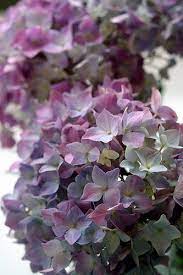 1lifeinspired Beautiful Flowers Beautiful Hydrangeas Pretty Flowers