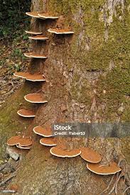 Image result for Ganoderma applanatum