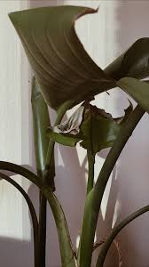 Bird Of Paradise Propagation From Leaf Can T Seem To Figure Out What My Bird Of Paradise Taryn Andre In 2020 Plant Leaves Birds Of Paradise Grow Lights