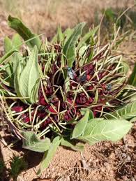 Image result for Ceropegia malawiensis