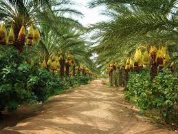 مدينة النخيل دقلة نور بسكرة Beautiful Nature Nature Country Roads