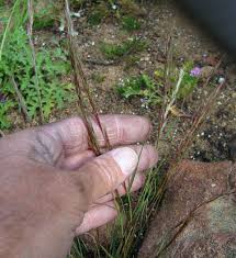 Image result for Aristida adscensionis