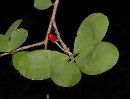 Image result for Erythroxylaceae