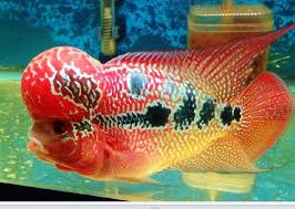 Pin Oleh Andre Di Louhan Ikan Hewan Ikan Cupang