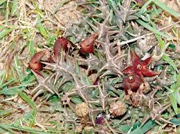 Image result for Orbea umbracula