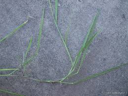 Image result for Urochloa dictyoneura