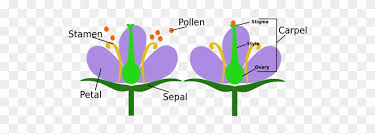 The ovary and other female parts of the flower lie in the main structure, called the pistil. Watch Clipart Stamen Female And Male Flower Parts Free Transparent Png Clipart Images Download