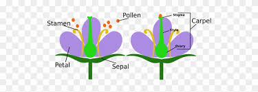 Most flowers have four main parts: Watch Clipart Stamen Female And Male Flower Parts Free Transparent Png Clipart Images Download