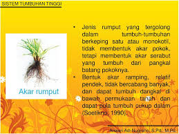 Pengertian akar tunggan akar tunggang merupakan akar primer atau akar pokok yang berasal dari biji. Famili Gramineae Poaceae Ppt Download