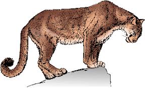 Hamburger enkel inloggning free translation. Tilskynde Assistent Afskraekke Cougar Puma Slang Definition Spiselige Hund Saette