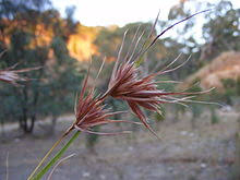 2,117 free photos of red grass. Themeda Triandra Wikipedia